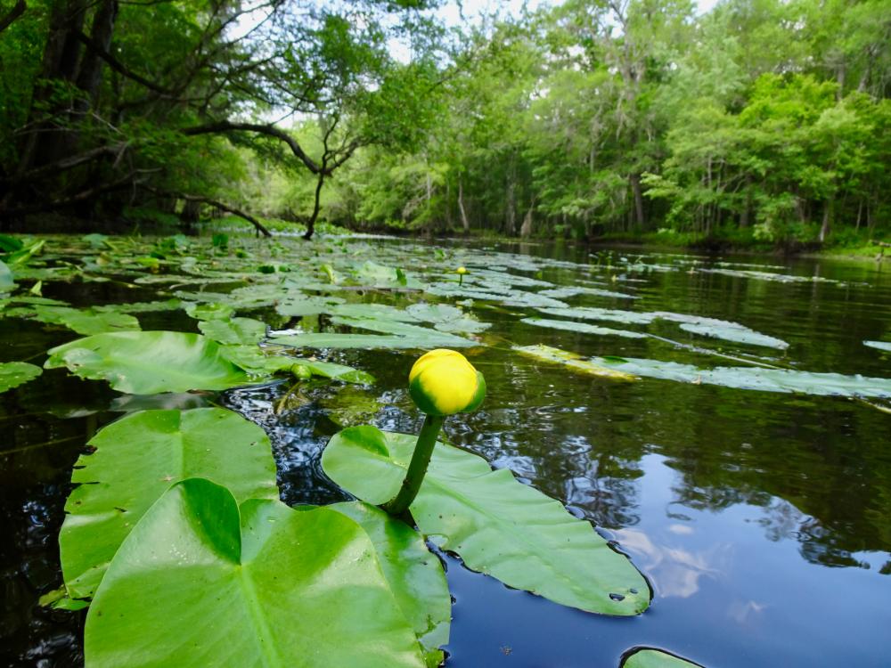 Black River